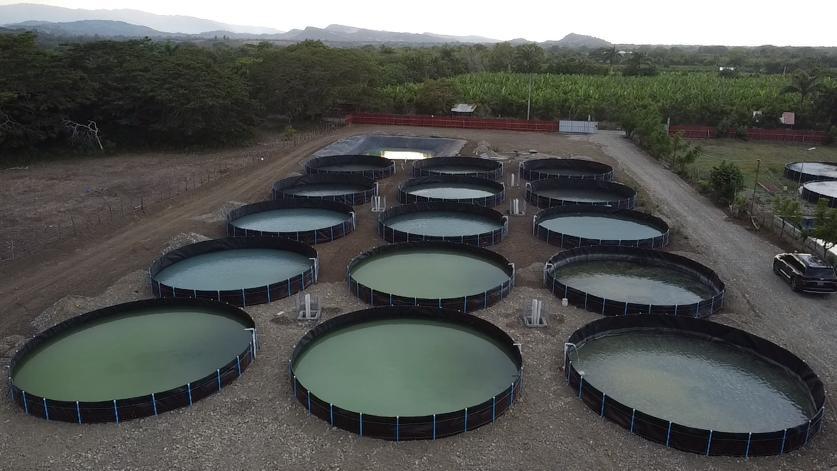 Tanque acuícola para engorde de tilapia