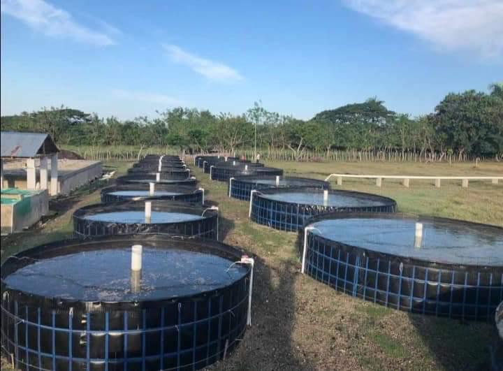 Tanque acuícola para producción piscícola