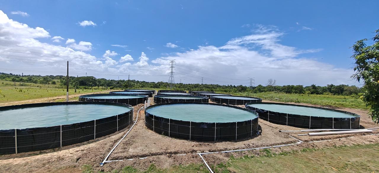 Sistema productivo acuícola con tanques