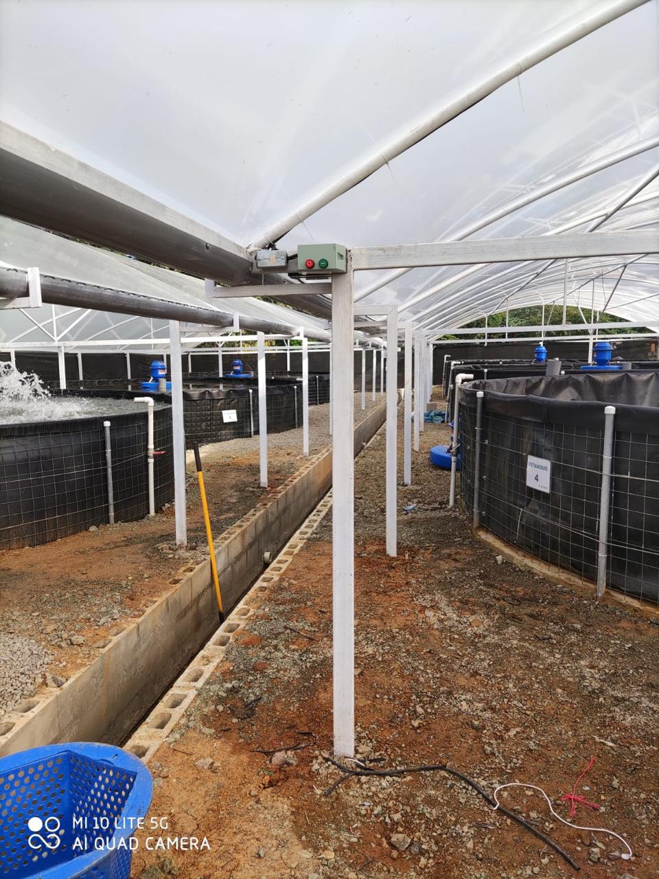 Tanque acuícola para tilapia